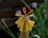 image of Kniphofia uvaria
