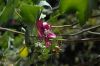 image of Lavatera assurgentiflora