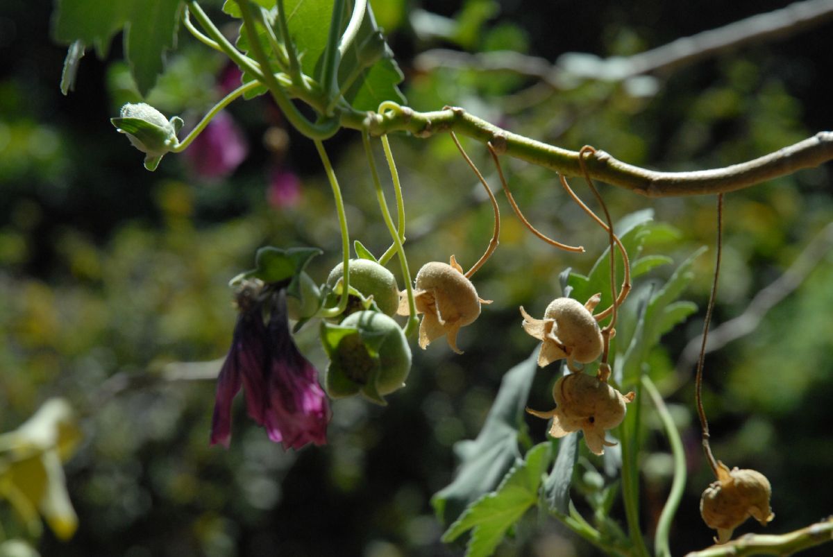 Malvaceae Lavatera assurgentiflora