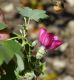 image of Lavatera assurgentiflora