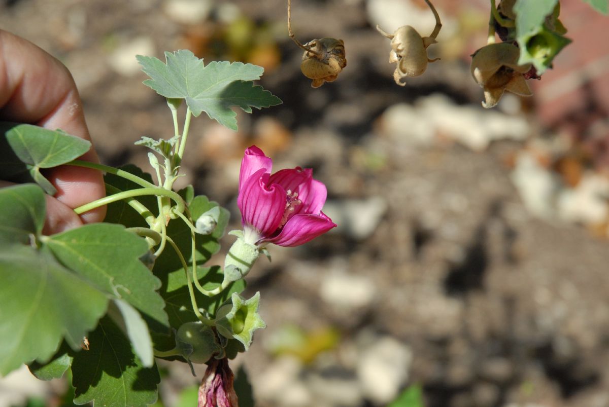 Malvaceae Lavatera assurgentiflora