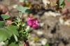 image of Lavatera assurgentiflora