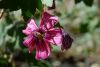 image of Lavatera assurgentiflora