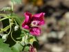 image of Lavatera assurgentiflora