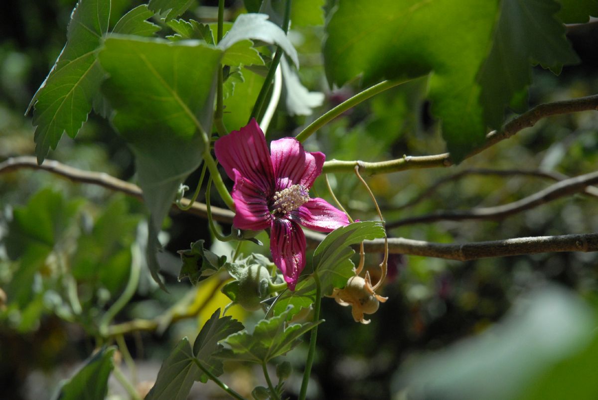 Malvaceae Lavatera assurgentiflora