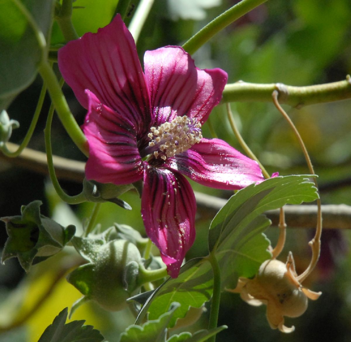 Malvaceae Lavatera assurgentiflora