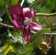 image of Lavatera assurgentiflora