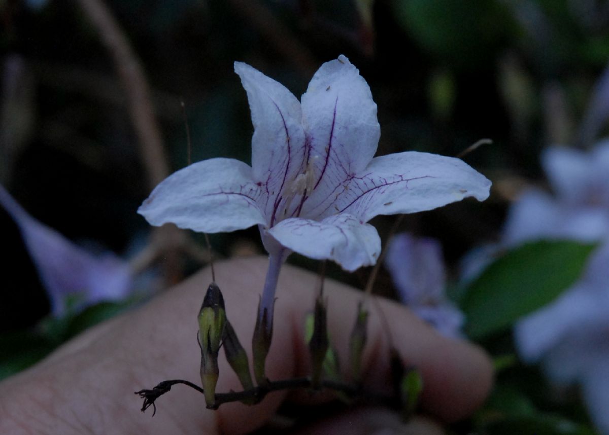 Acanthaceae Mackaya bella