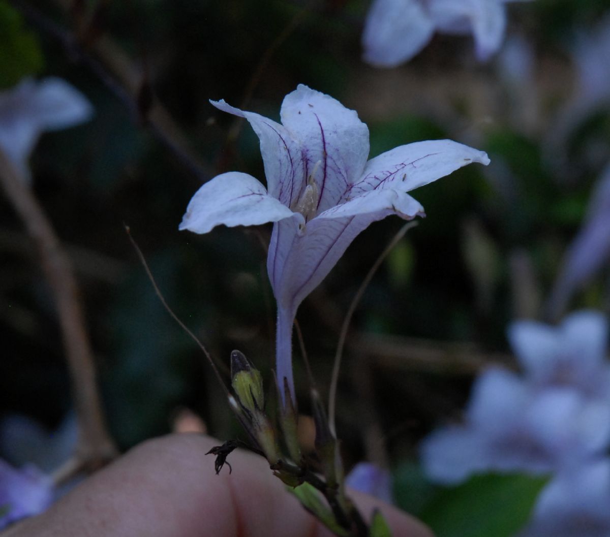 Acanthaceae Mackaya bella