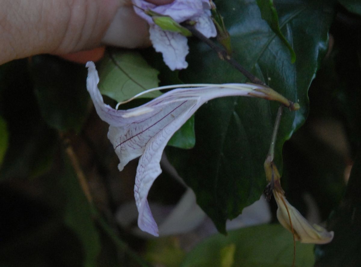 Acanthaceae Mackaya bella