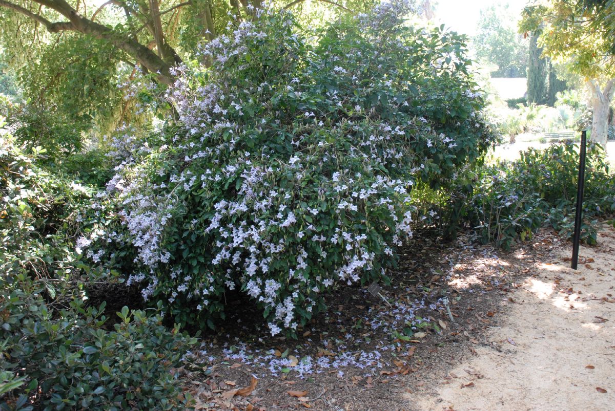 Acanthaceae Mackaya bella
