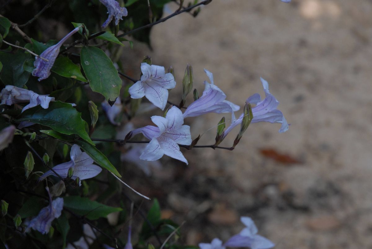 Acanthaceae Mackaya bella