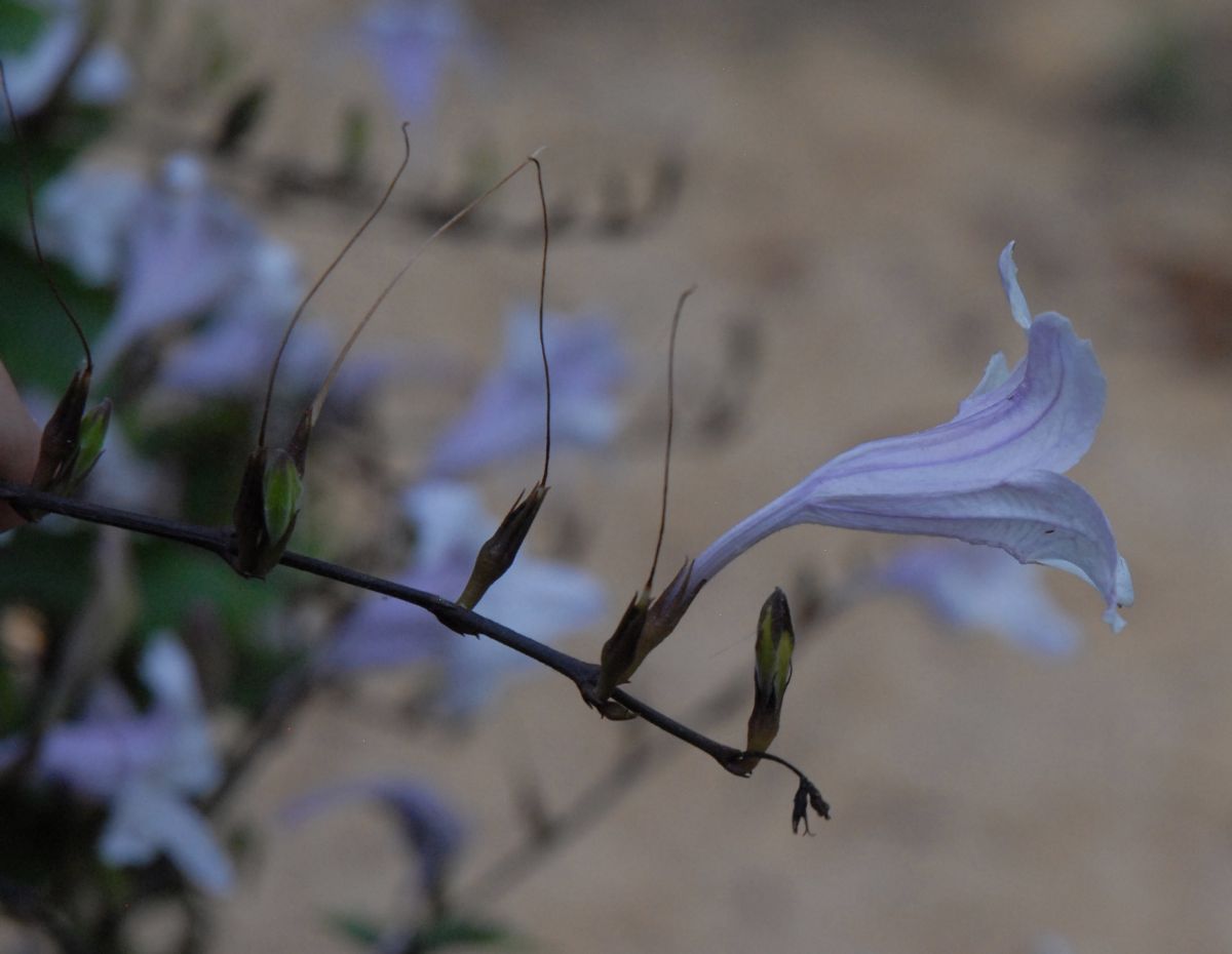 Acanthaceae Mackaya bella