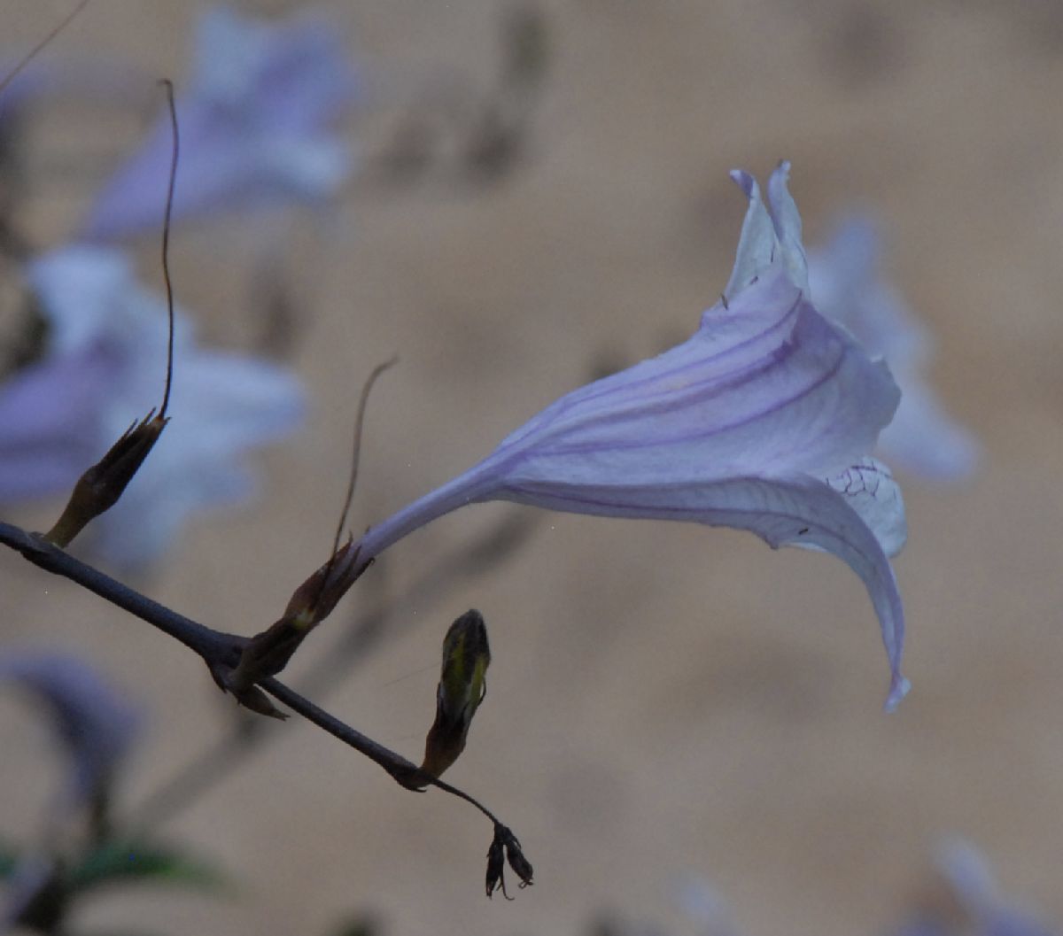 Acanthaceae Mackaya bella