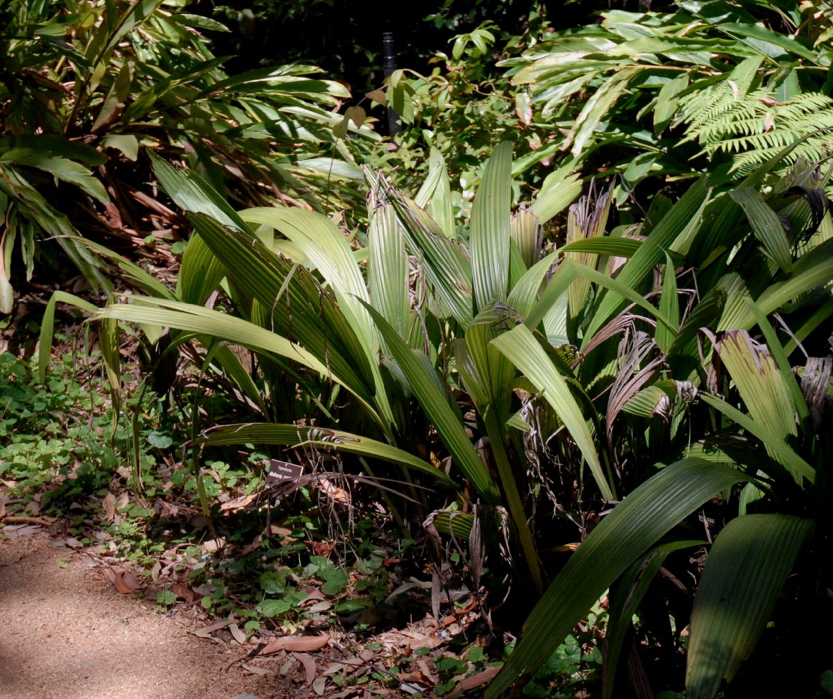Hypoxidaceae Molineria capitulata