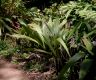 image of Molineria capitulata