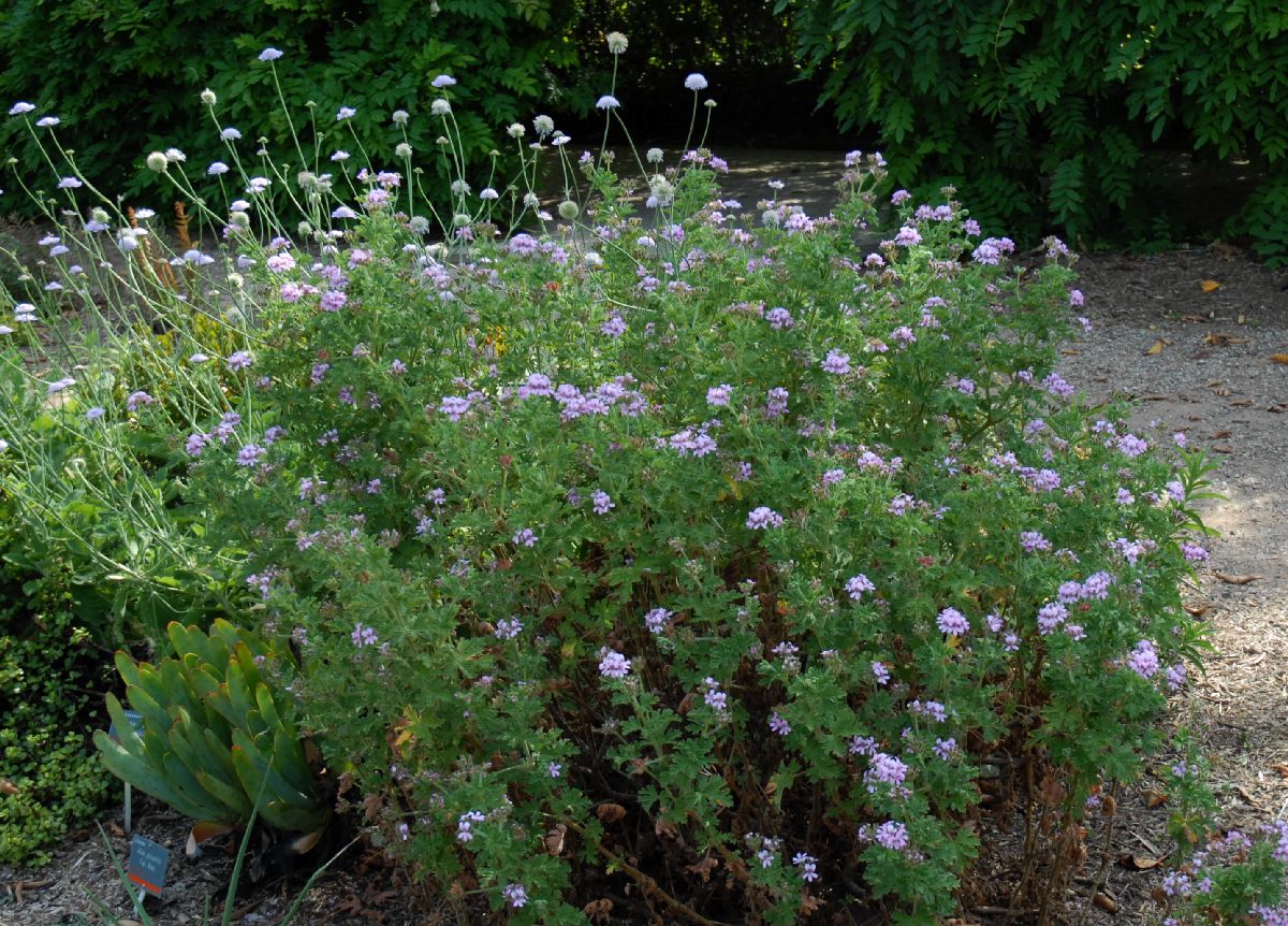 Geraniaceae Pelargoniun graveolens