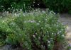 image of Pelargoniun graveolens