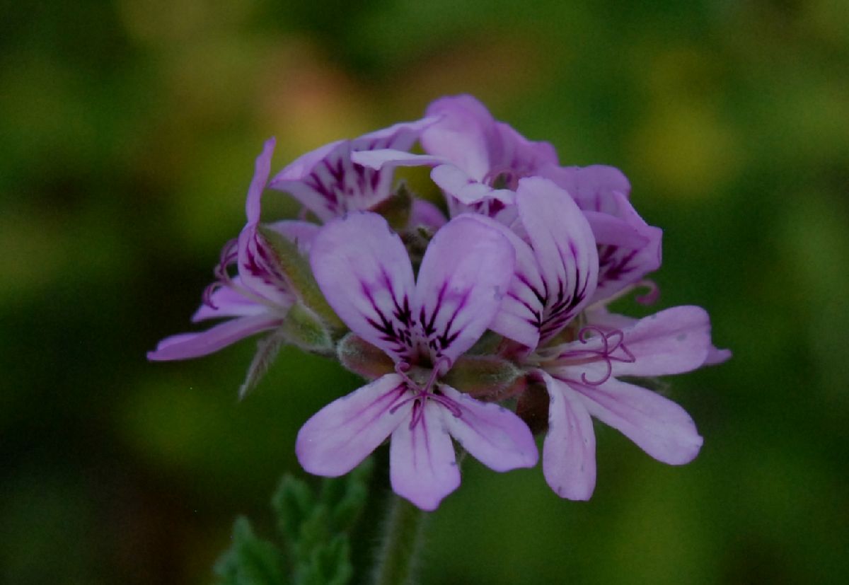 Geraniaceae Pelargoniun graveolens