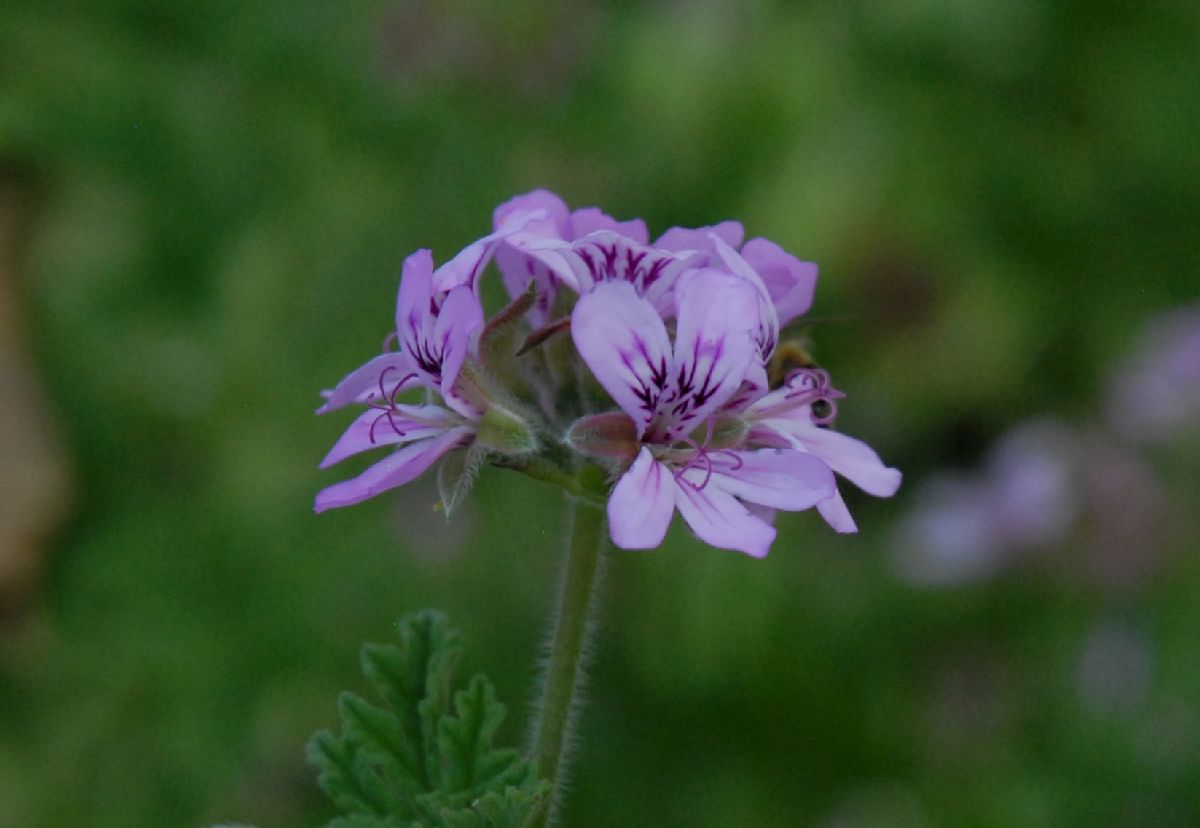 Geraniaceae Pelargoniun graveolens