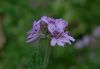 image of Pelargoniun graveolens