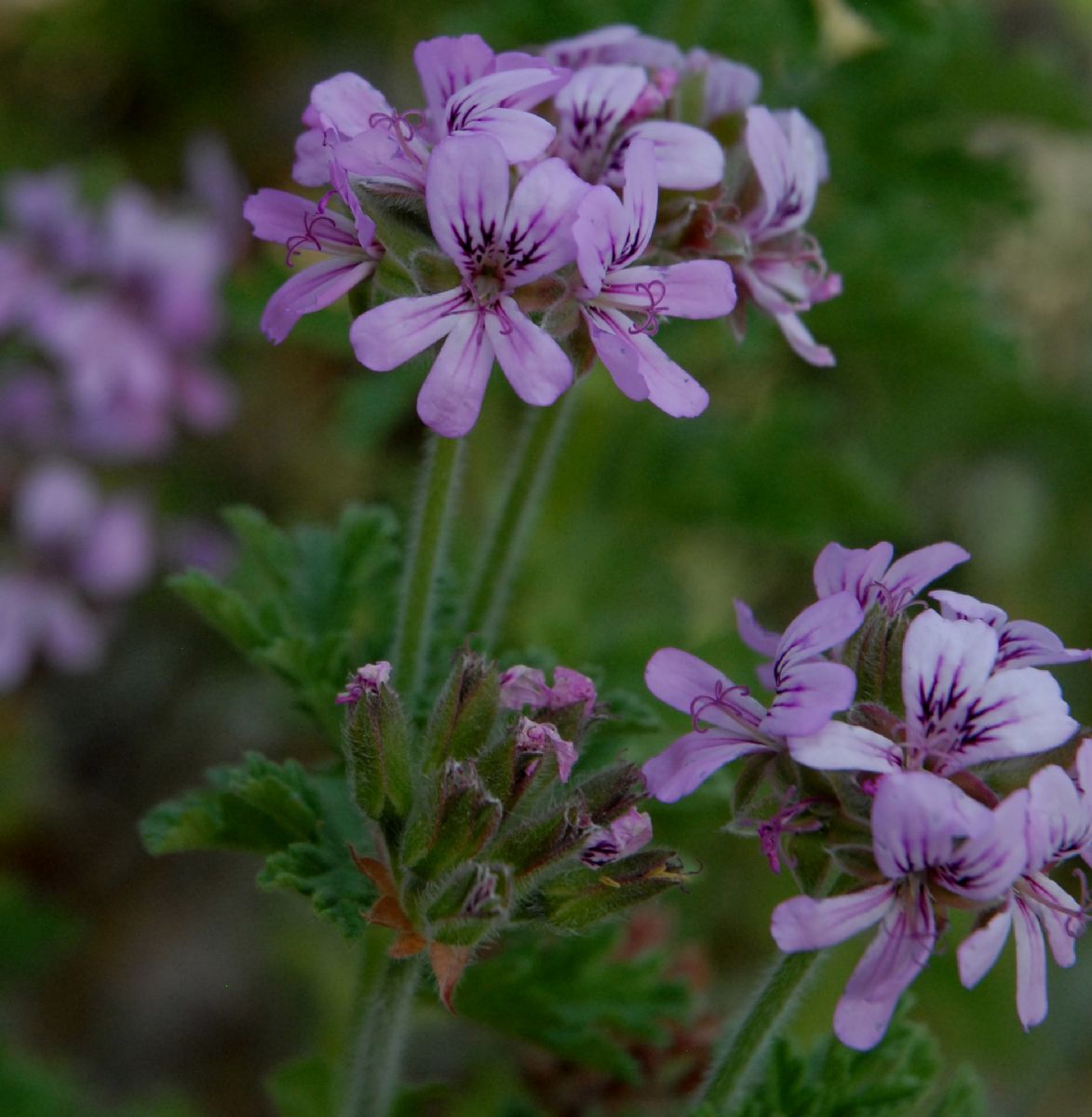 Geraniaceae Pelargoniun graveolens