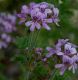 image of Pelargoniun graveolens