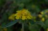 image of Phlomis cashmeriana