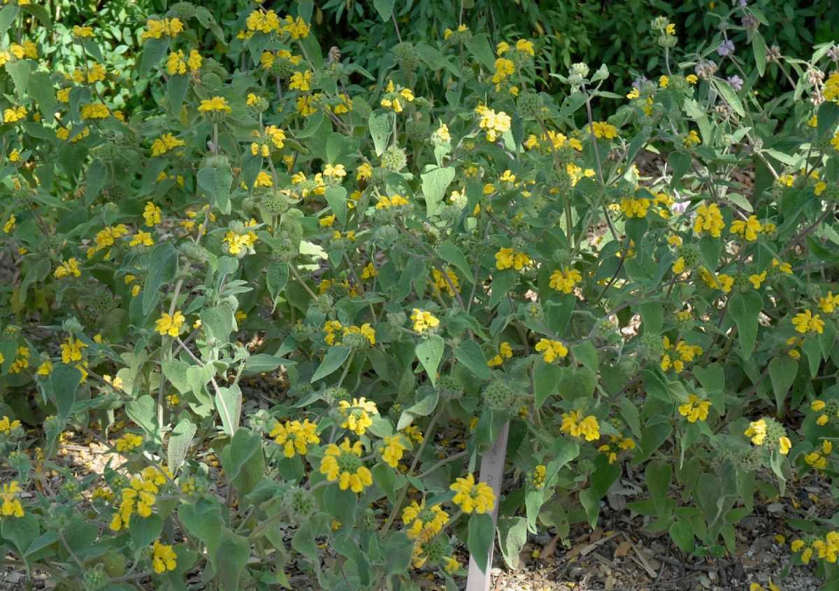 Lamiaceae Phlomis cashmeriana