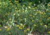 image of Phlomis cashmeriana