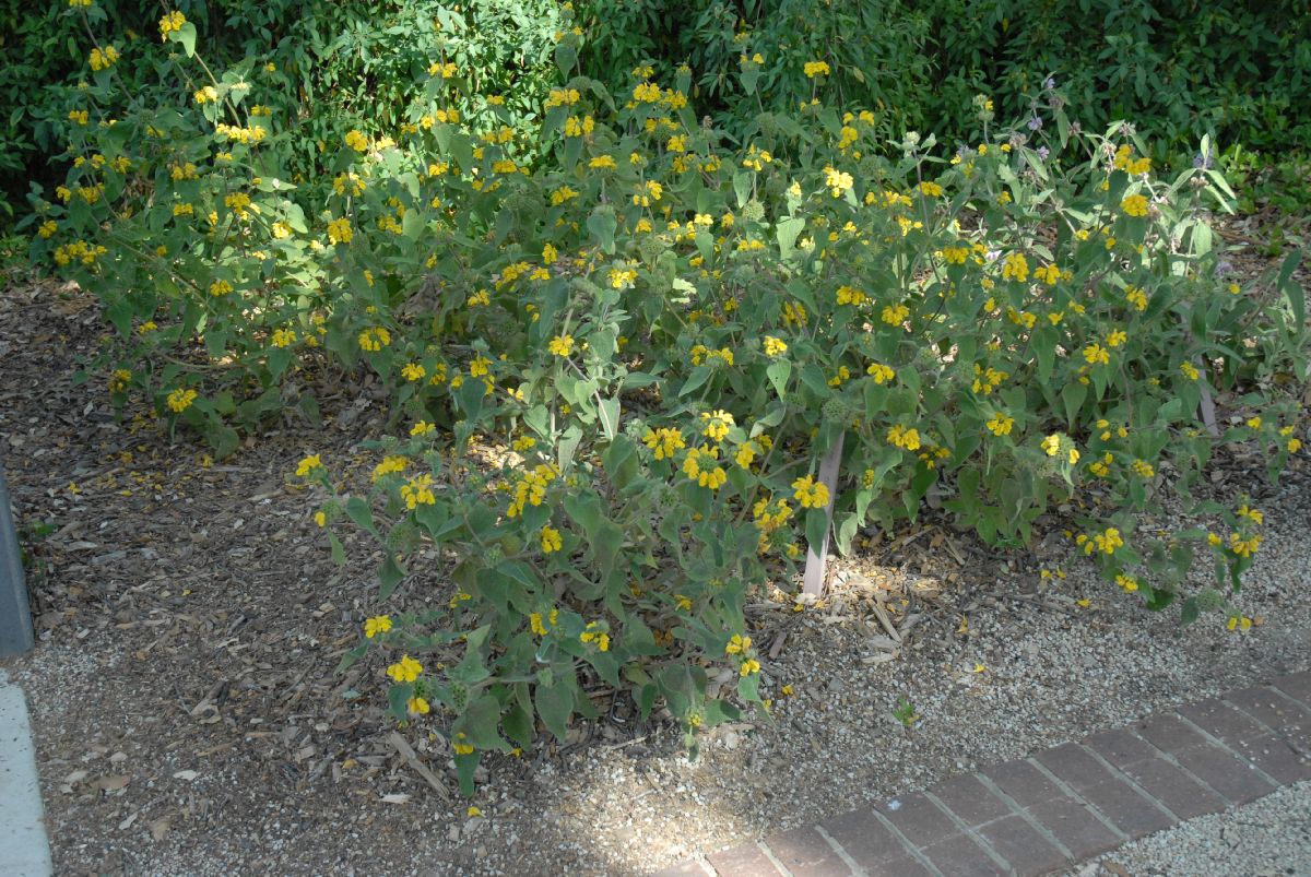 Lamiaceae Phlomis cashmeriana