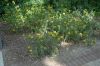 image of Phlomis cashmeriana