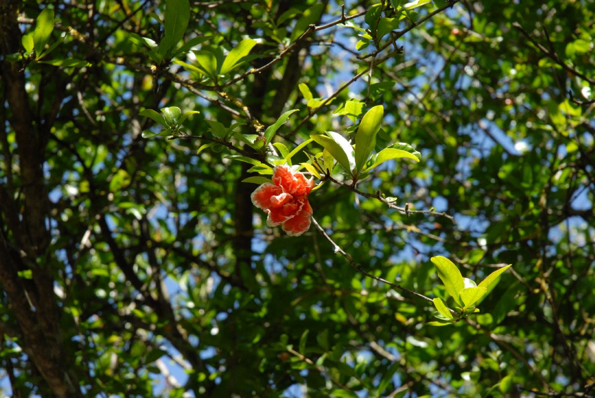 Lythraceae Punica granatum