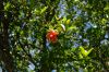 image of Punica granatum
