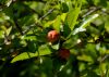 image of Punica granatum