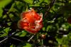 image of Punica granatum
