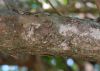 image of Punica granatum