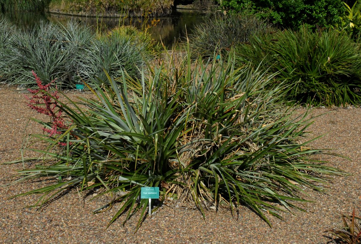 Bromeliaceae Puya spathacea