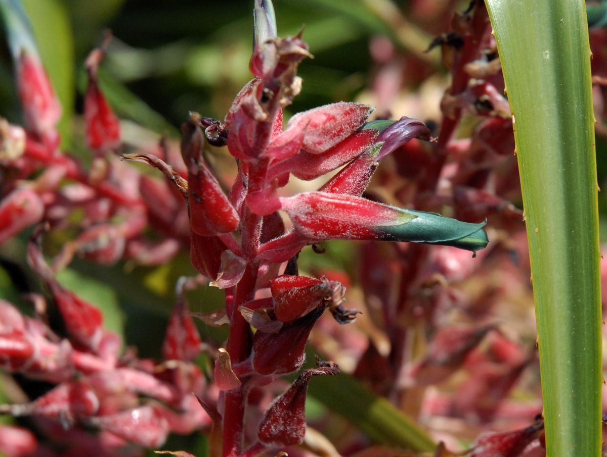 Bromeliaceae Puya spathacea