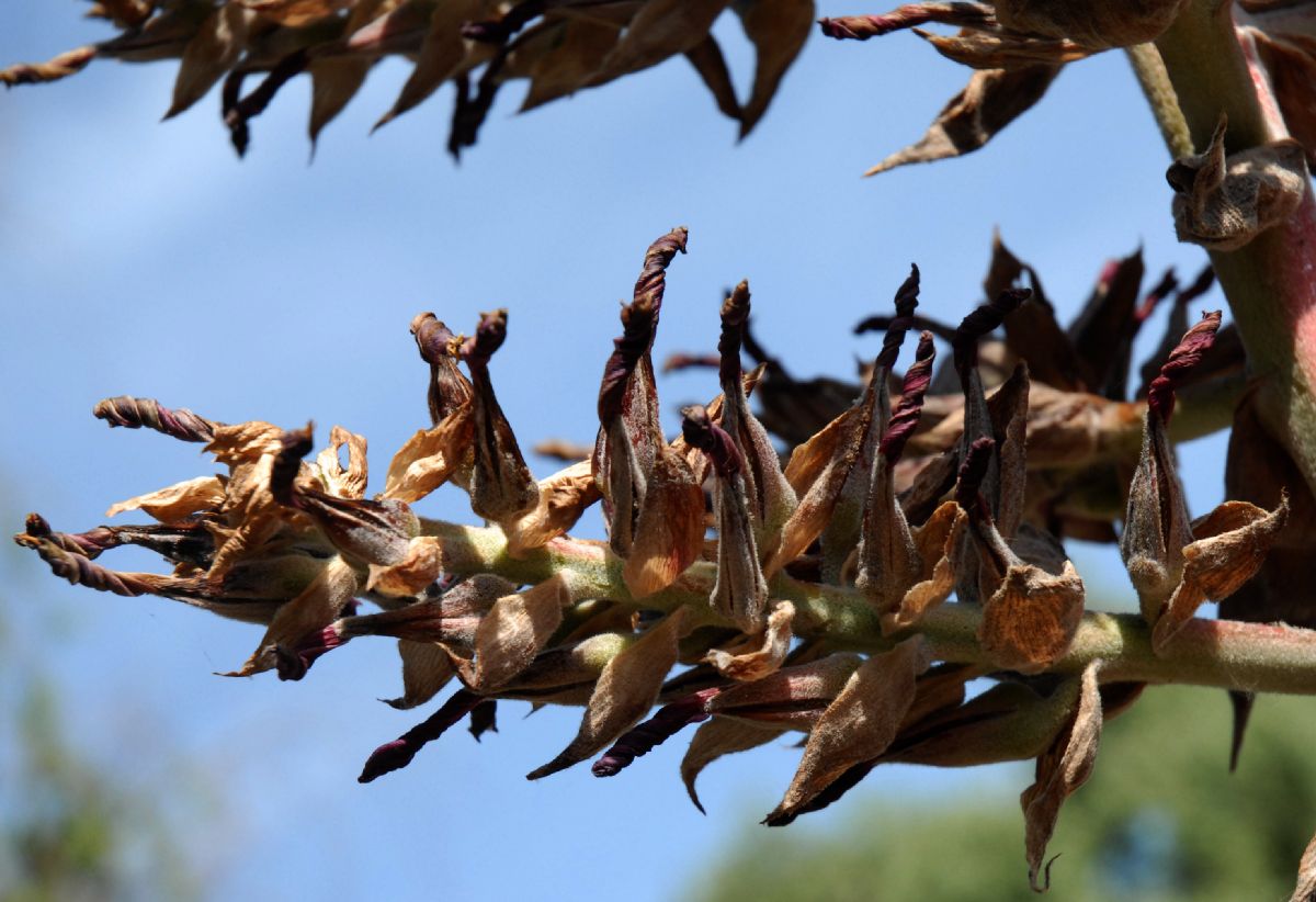Bromeliaceae Puya venusta