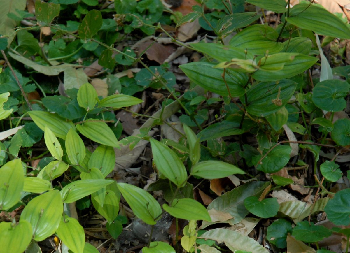 Colchicaceae Schelhammera multiflora