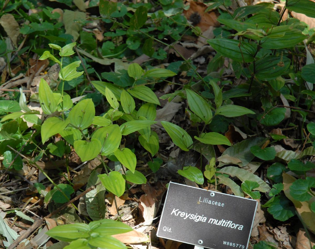 Colchicaceae Schelhammera multiflora