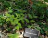 image of Schelhammera multiflora