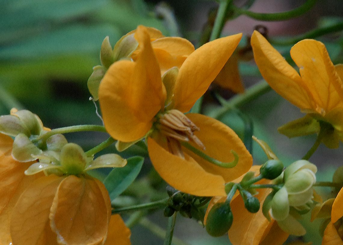 Fabaceae Senna acclinus