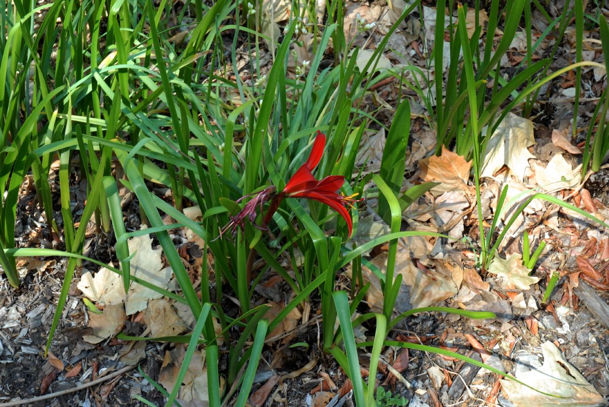 Amaryllidaceae Sprekelia formosissima