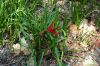 image of Sprekelia formosissima