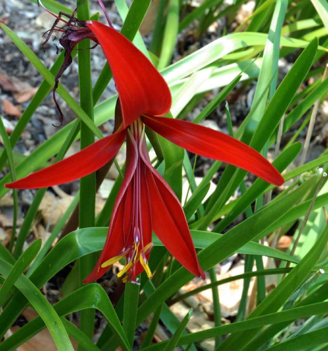 Amaryllidaceae Sprekelia formosissima