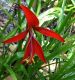 image of Sprekelia formosissima
