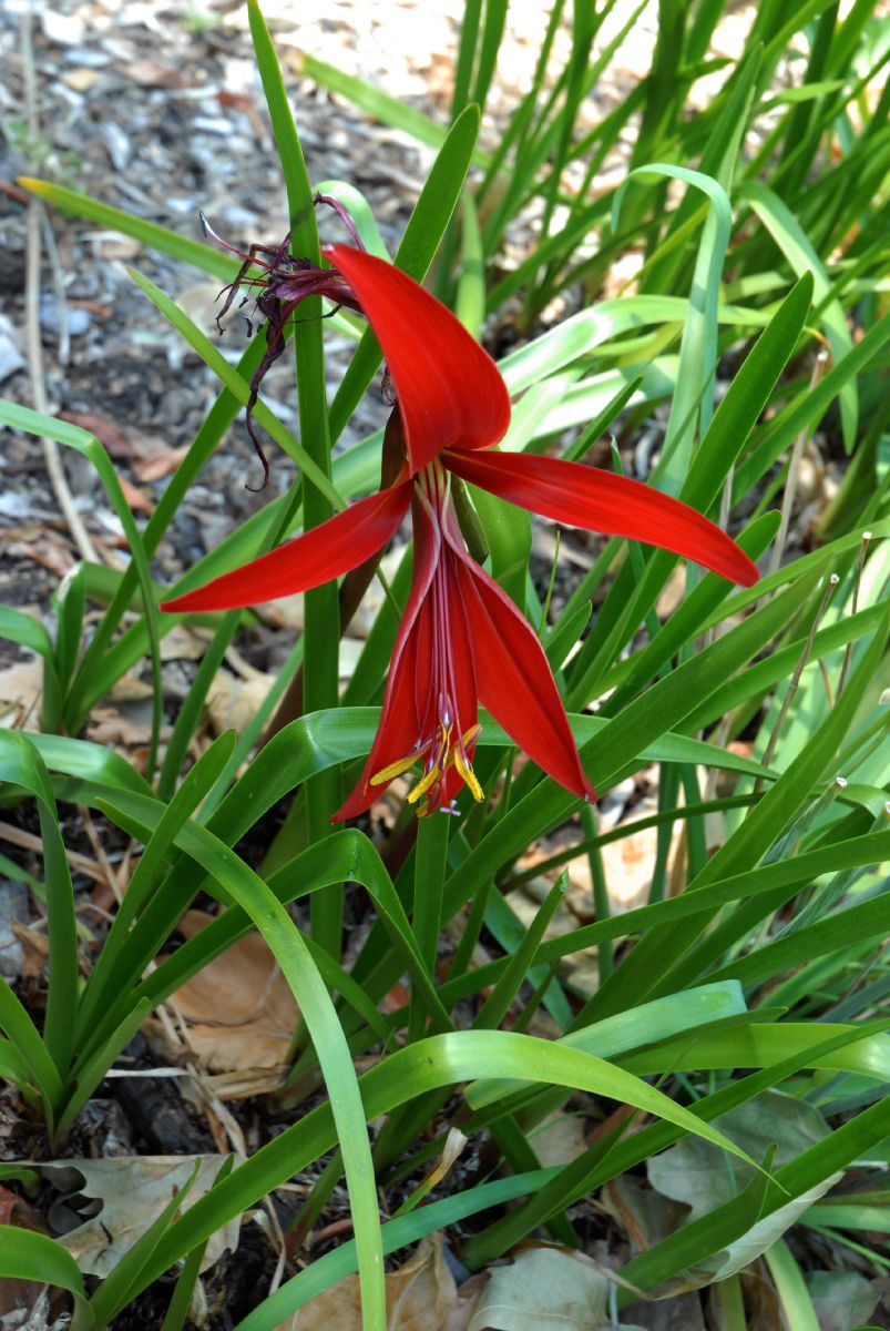 Amaryllidaceae Sprekelia formosissima