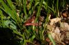image of Sprekelia formosissima